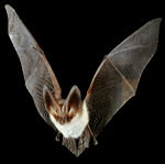 bat