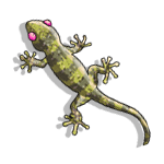 geko