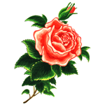 rosa