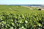 Escursioni nel vino
